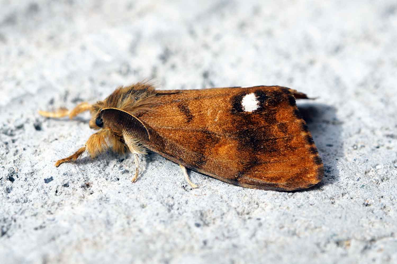 vapourer moth national insect week