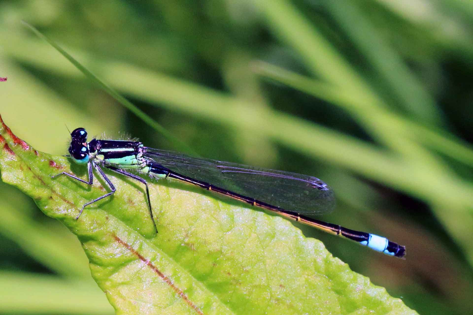 blue tailed damsel fly national insect week