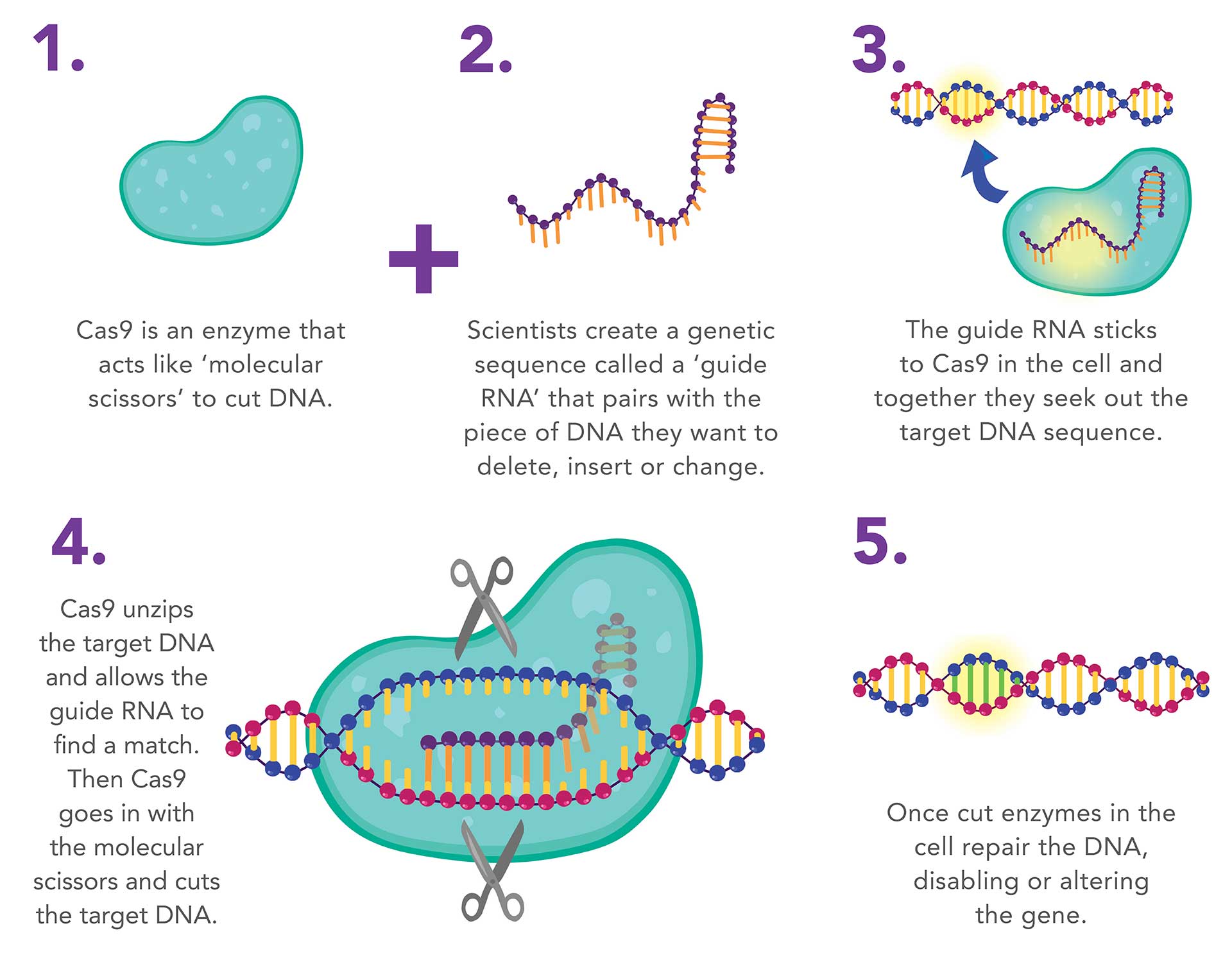 CRISPR-Cas9 illustration