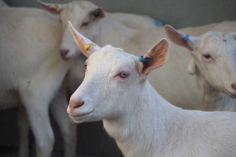 white goat in PPRV study