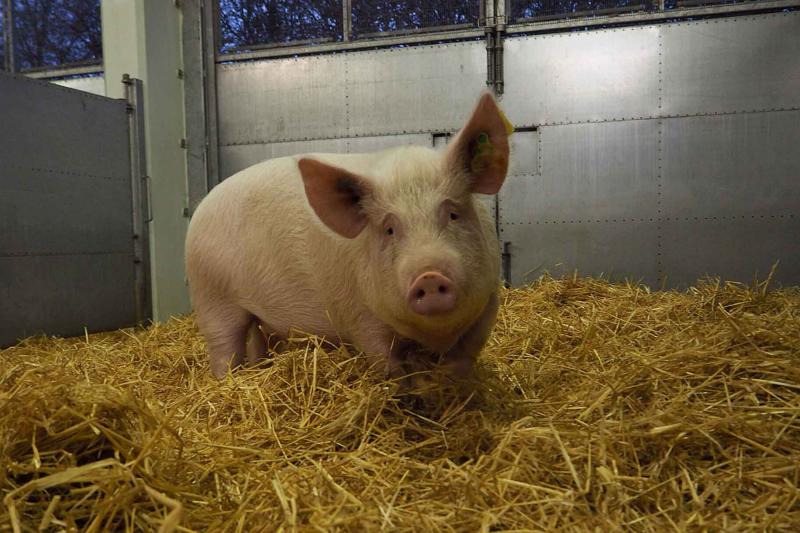 Female pig in hay inside