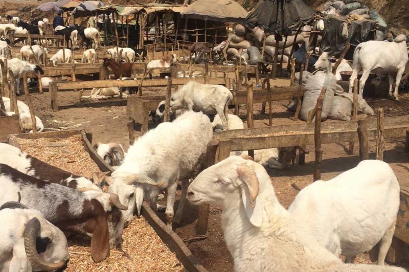 Goats, sheep and cattle at a Nigerian market