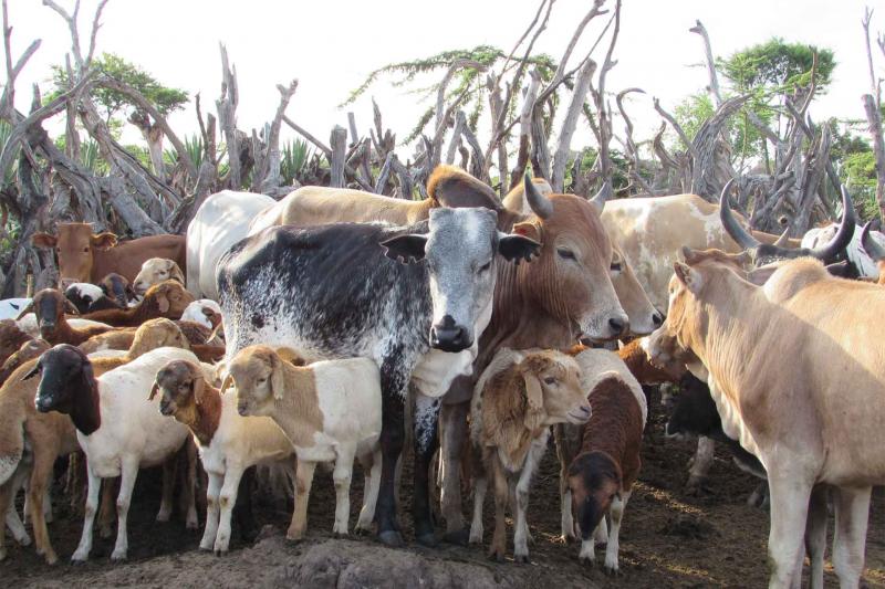 Cattle and goats in Tanzania