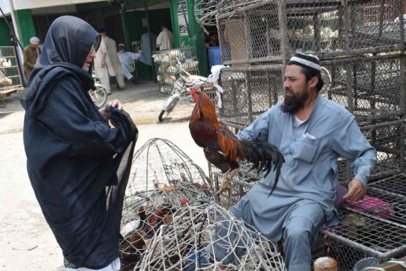 Trading poultry in a pakistani village