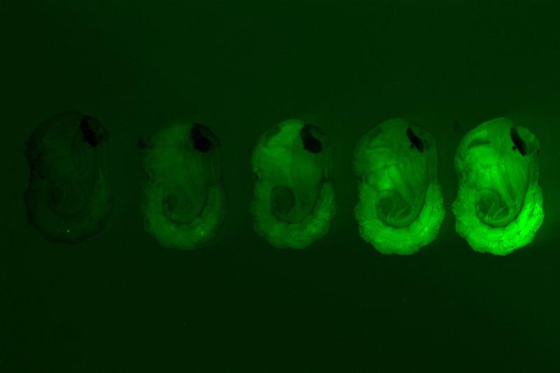 Pupae of the wild-type and four different strains of genetically modified mosquitoes generated in the study. Different intensities of the green fluorescent marker indicate varying levels of the femaleless gene expression knockdown. 