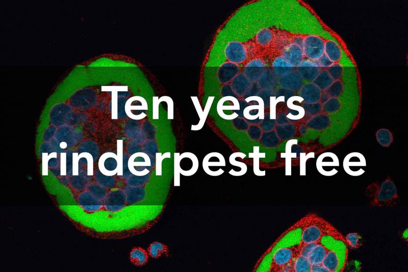 Ten years rinderpest free