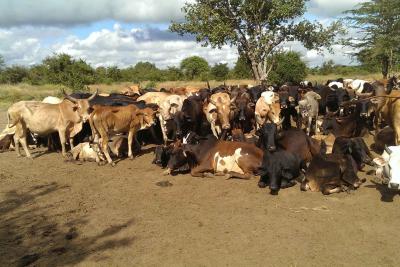 African domestic cows in Tanzania