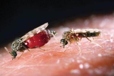 Close up of two Culicoides biting midges on human skin