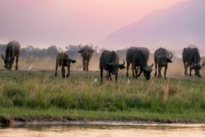 A herd of water buffalo in Asia graze on grass at the water's edge