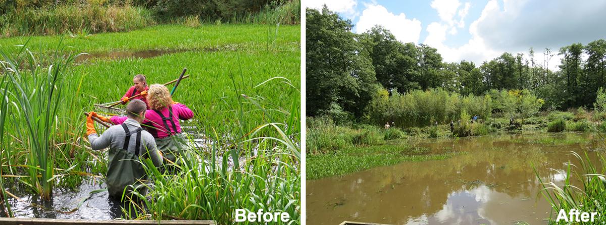 Before and after of the pond clearing