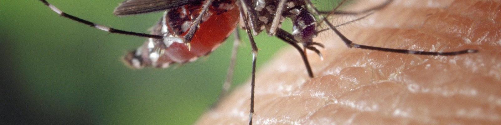 Female aedes albopictus mosquito blood feeding on human