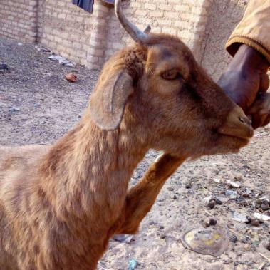 Goat with goatpox clinical signs