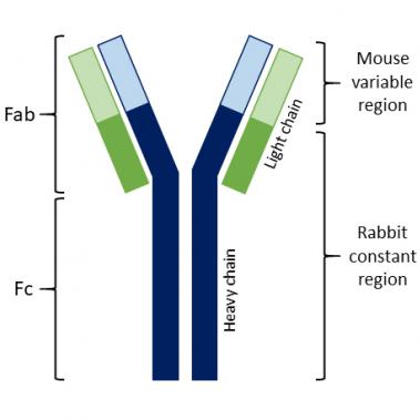 chimeric mouse-rabbit antibody fab fc region
