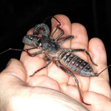 Whip scorpion on a hand