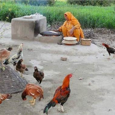 Poultry in a Pakitistani village