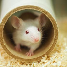 White mouse in cardboard tube