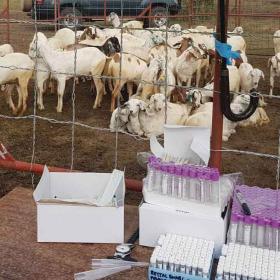 Sheep in the Kenya Rift Valley Fever vaccine trial