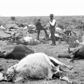 Cows dead from rinderpest in South Africa, 1896