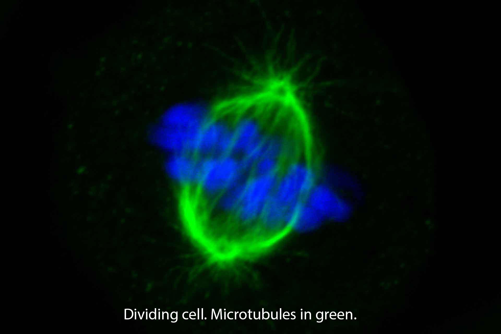 Dividing cell Dividing cell