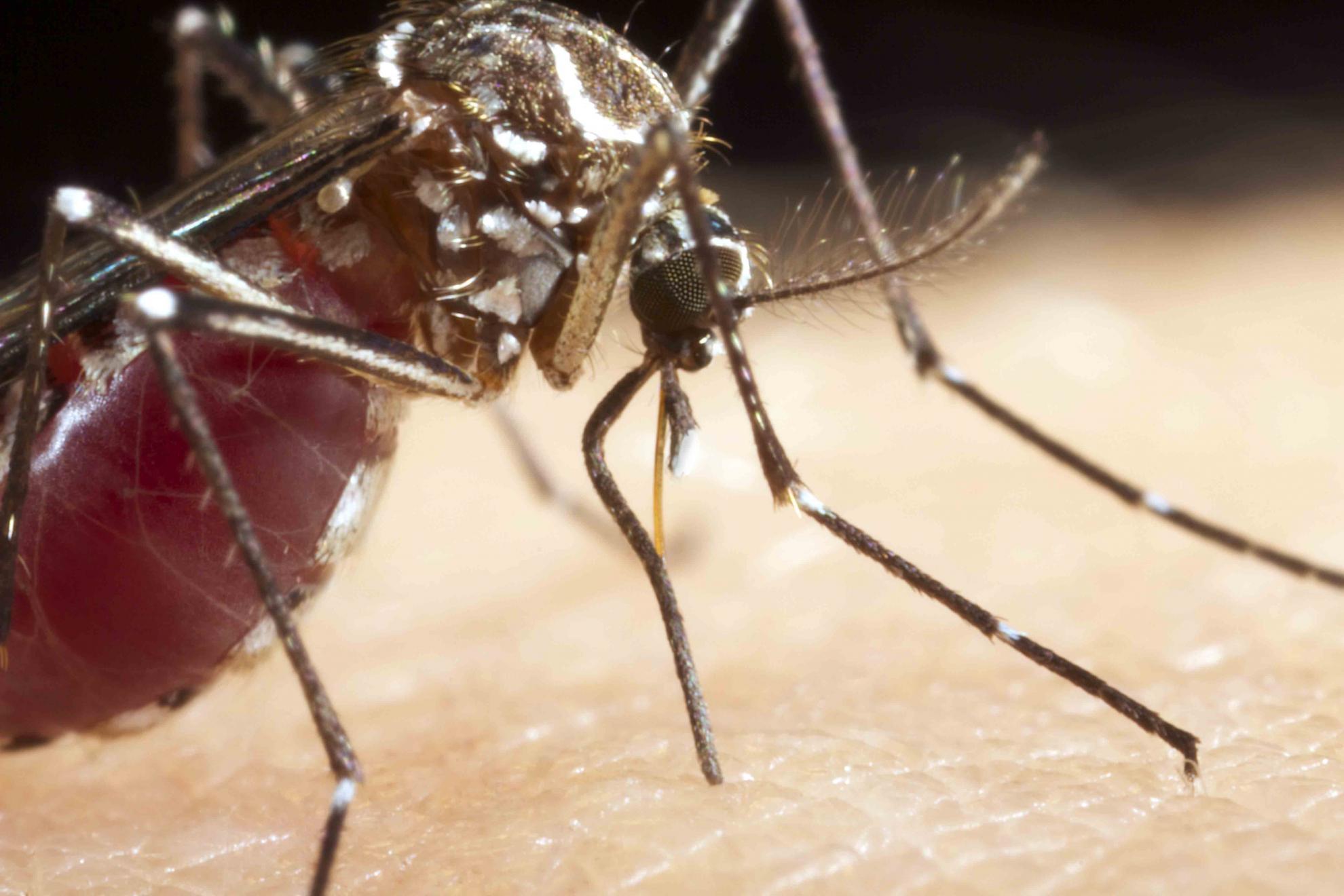 Female mosquito feeding Female mosquito feeding