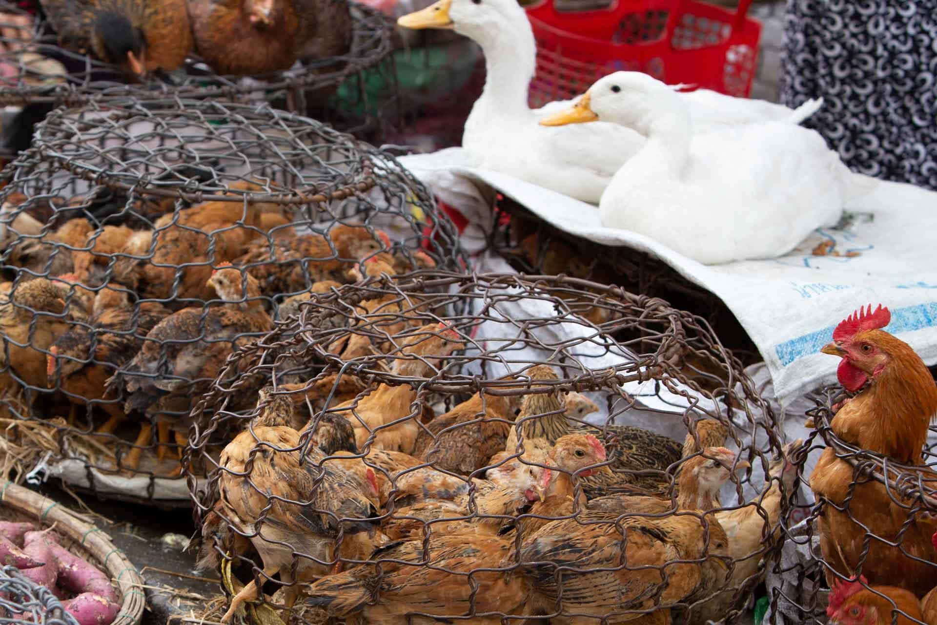 ducks and chickens at market ducks and chickens at market