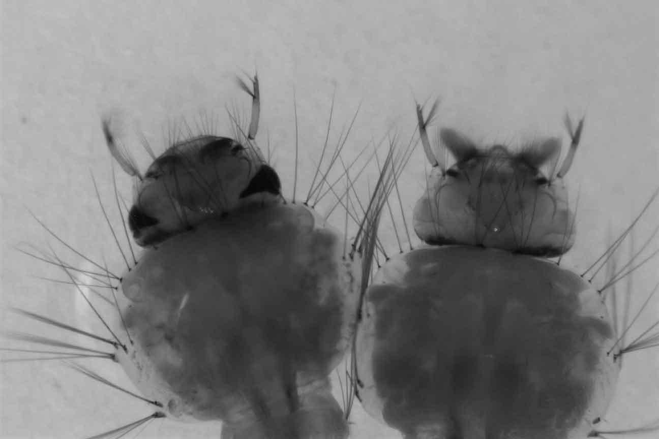 KMO knock-out mosquito larvae. KMO knock-out mosquito larvae. One the left with black eyes, on the right with white eyes.