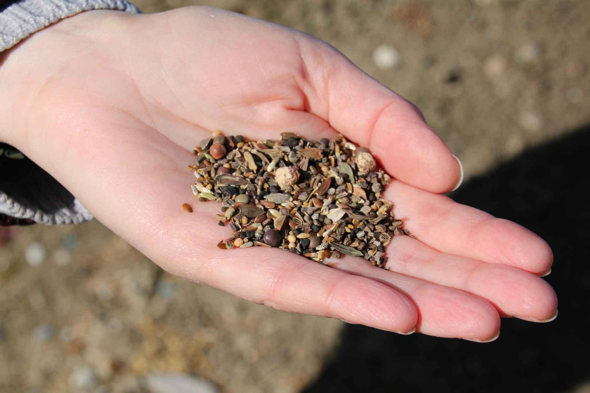 Wildflower seeds Seeds for the wildflower garden by The Jenner Building